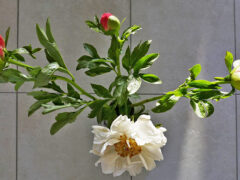 001 - Pfingstrose Tag 2